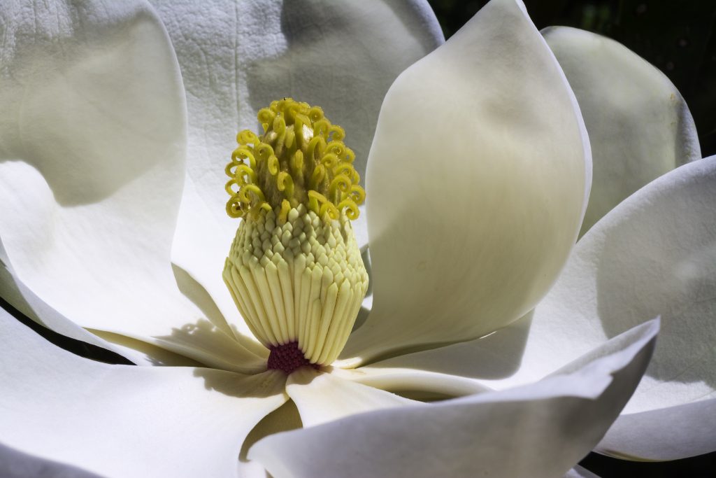 White Magnolia Perfume