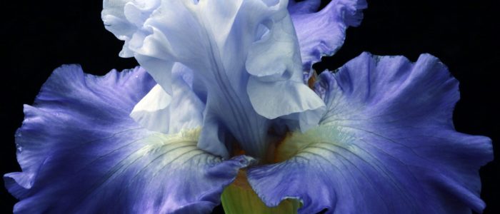 Odore Mio Iris Magnifique