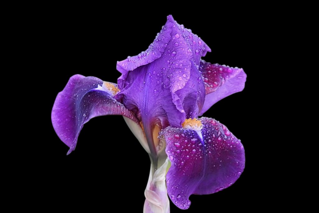Iris Perfume Ingredient