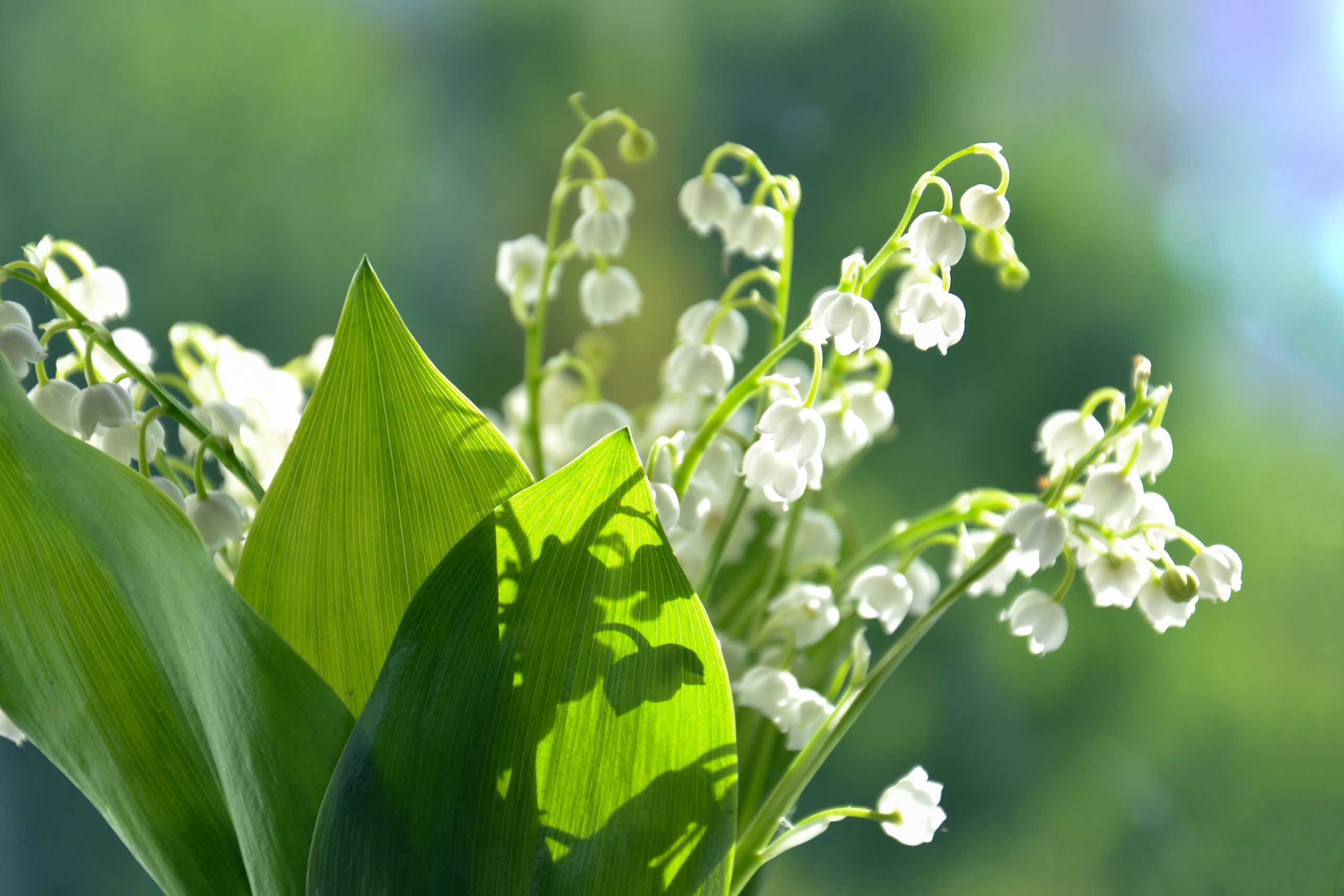 Lily of the valley perfume